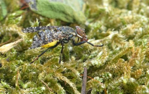 Platystoma lugubre